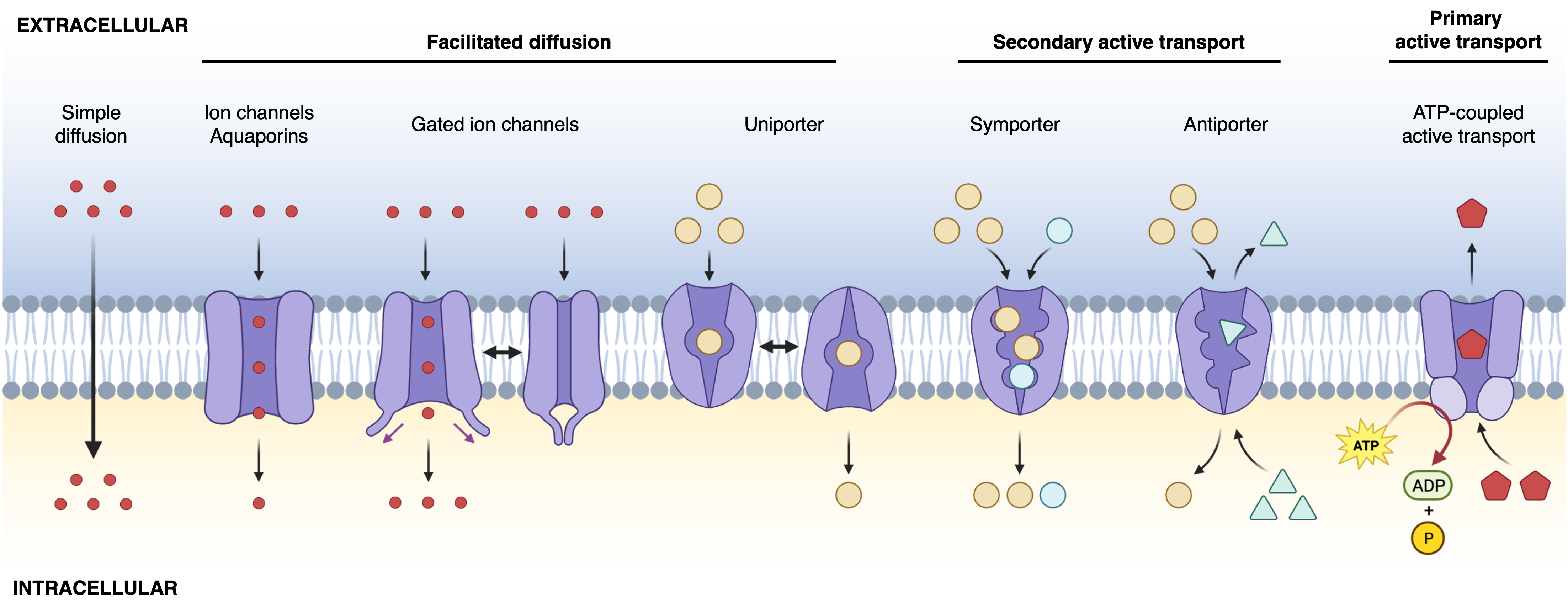 BioRender - Fred Hutch Biomedical Data Science Wiki